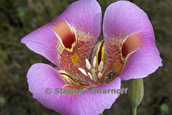 calochortus venustus 10 graphic